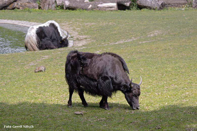 Haus-Yaks am 14. Mai 2020 auf der Außenanlage im Zoologischen Garten der Stadt Wuppertal (Foto Gerrit Nitsch)