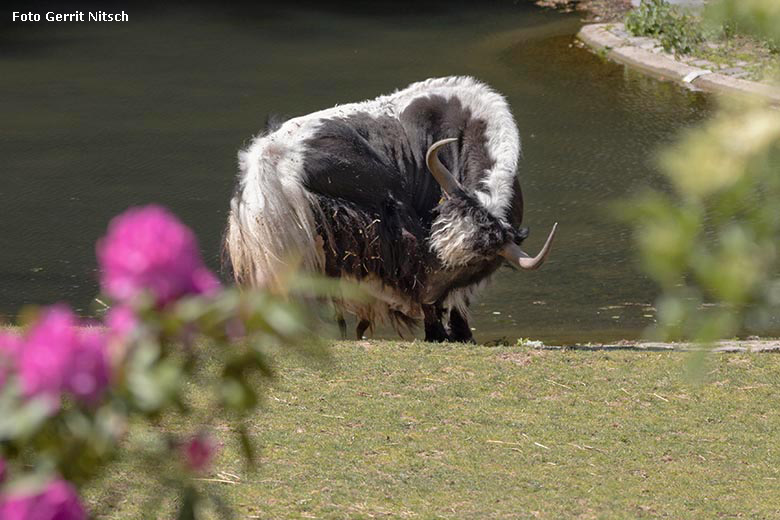 Haus-Yak-Bulle JAMY am 14. Mai 2020 auf der Außenanlage im Zoo Wuppertal (Foto Gerrit Nitsch)