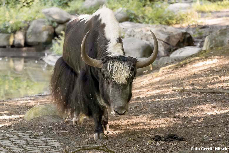 Yak-Bulle JAMY am 31. Juli 2020 auf der Außenanlage im Wuppertaler Zoo (Foto Gerrit Nitsch)