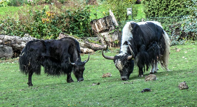 Wildkaninchen am 10. Oktober 2020 auf der Außenanlage für Haus-Yaks im Grünen Zoo Wuppertal