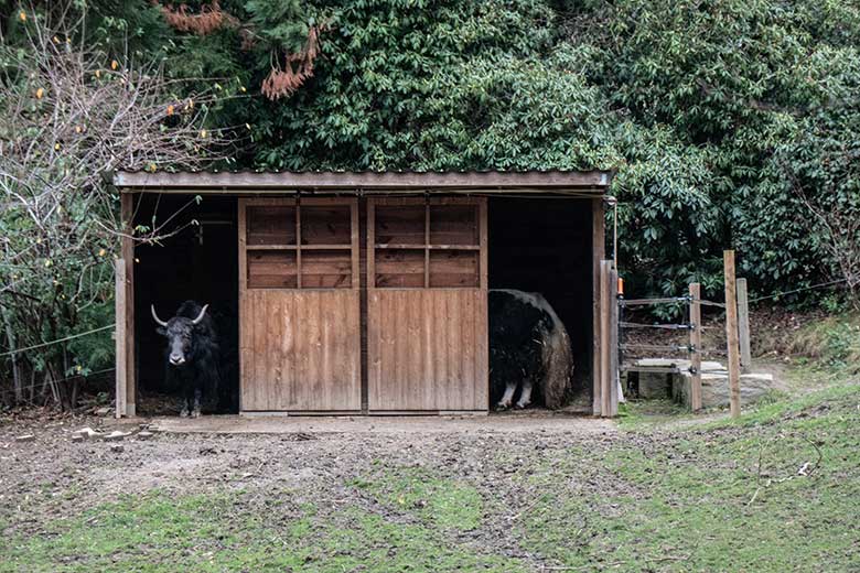 Yak-Kuh JAMYANG und Yak-Bulle JAMY (rechts) am 3. Januar 2022 im Stallgebäude im Wuppertaler Zoo