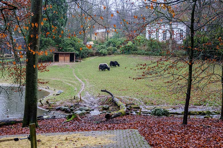 Yak-Bulle JAMY und Yak-Kuh JAMYANG (rechts) am 4. Januar 2022 auf der Außenanlage im Zoo Wuppertal