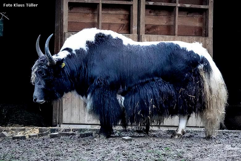 Yak-Bulle JAMY am 3. Februar 2022 auf der Außenanlage im Zoologischen Garten Wuppertal (Foto Klaus Tüller)