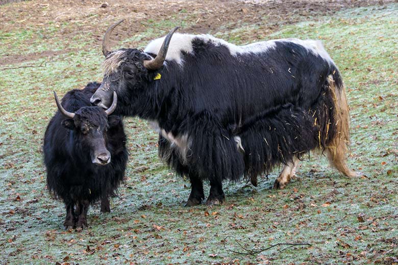 Yak-Kuh JAMYANG und Yak-Bulle JAMY am 12. Februar 2022 auf der Außenanlage im Grünen Zoo Wuppertal