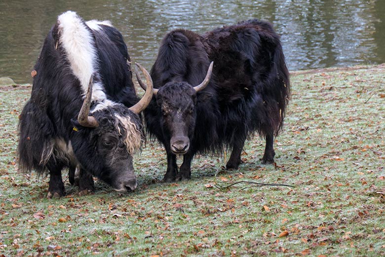 Yak-Bulle JAMY und Yak-Kuh JAMYANG am 12. Februar 2022 auf der Außenanlage im Wuppertaler Zoo