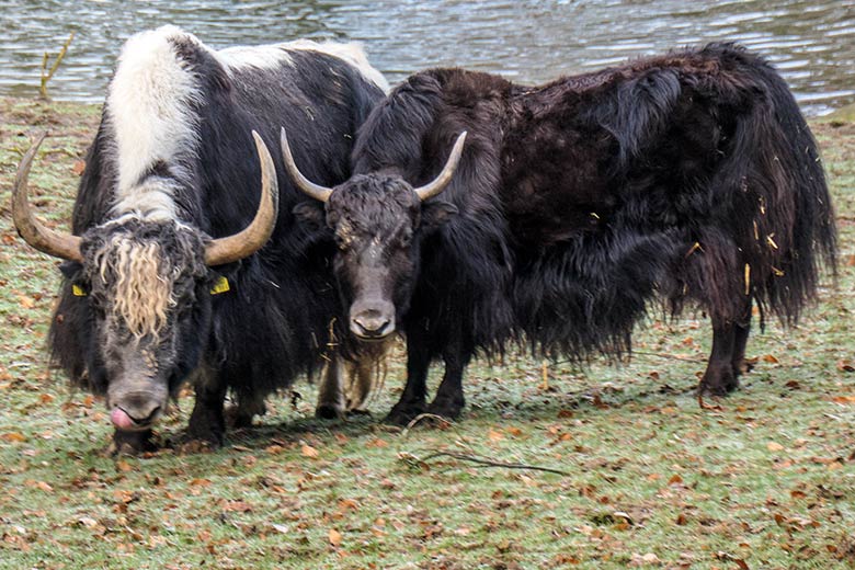 Yak-Bulle JAMY und Yak-Kuh JAMYANG am 12. Februar 2022 auf der Außenanlage im Zoo Wuppertal