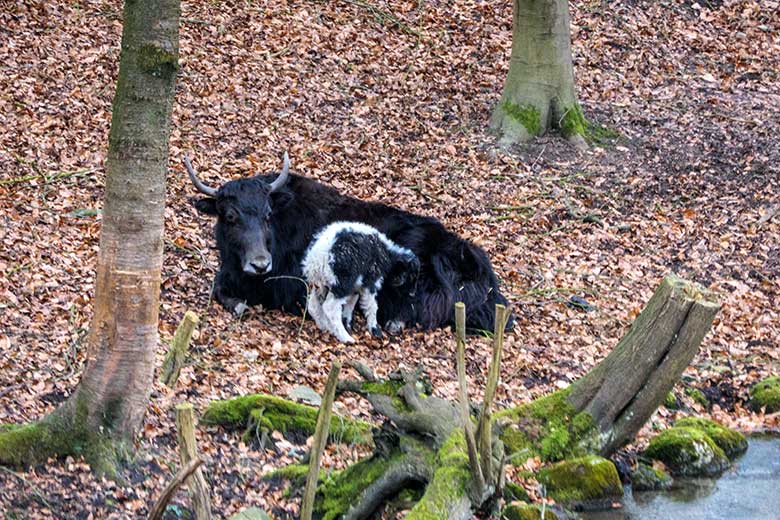 Yak-Kuh JAMYANG mit Jungtier am 19. Februar 2022 auf der Außenanlage im Grünen Zoo Wuppertal