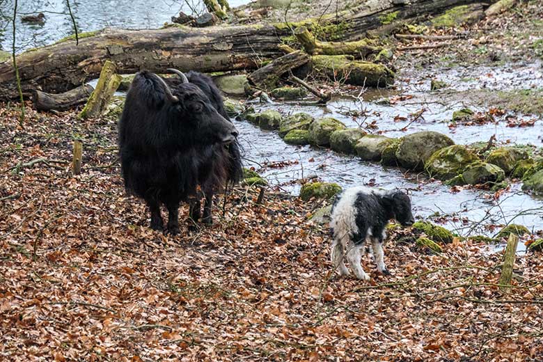 Yak-Kuh JAMYANG mit Jungtier am 19. Februar 2022 auf der Außenanlage im Zoologischen Garten Wuppertal