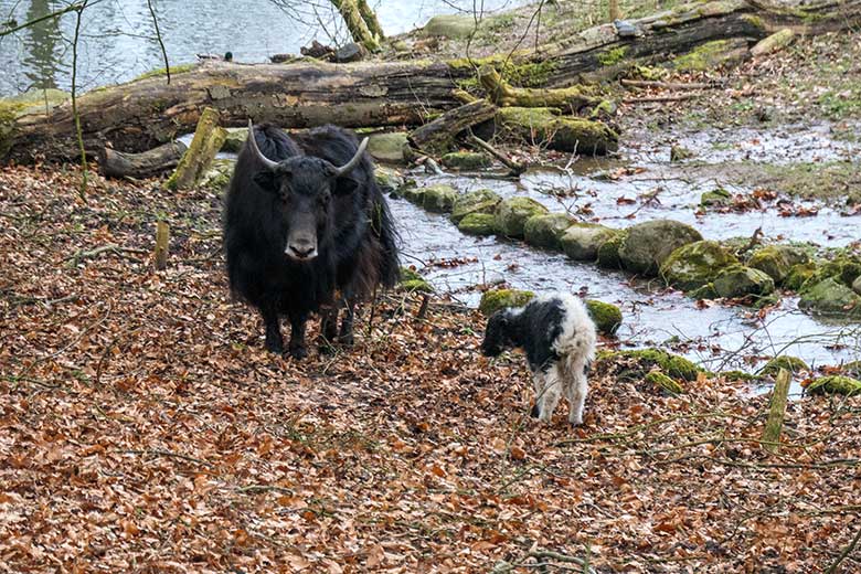 Yak-Kuh JAMYANG mit Jungtier am 19. Februar 2022 auf der Außenanlage im Zoo Wuppertal