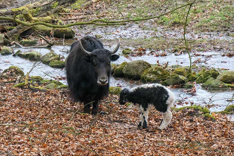 Yak-Kuh JAMYANG mit Jungtier am 19. Februar 2022 auf der Außenanlage im Grünen Zoo Wuppertal