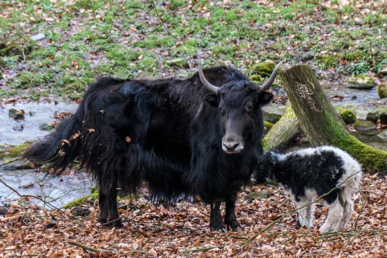 Yak-Kuh JAMYANG mit Jungtier am 19. Februar 2022 auf der Außenanlage im Zoologischen Garten der Stadt Wuppertal