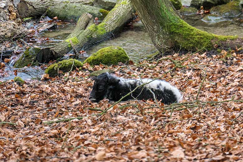 Noch namenloses weibliches Yak-Jungtier am 19. Februar 2022 auf der Außenanlage im Zoo Wuppertal