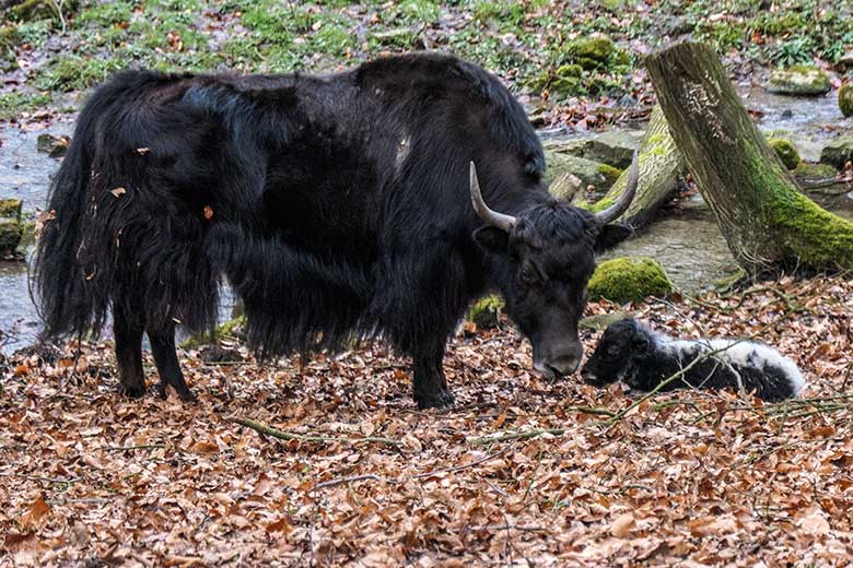 Yak-Kuh JAMYANG mit Jungtier am 19. Februar 2022 auf der Außenanlage im Wuppertaler Zoo