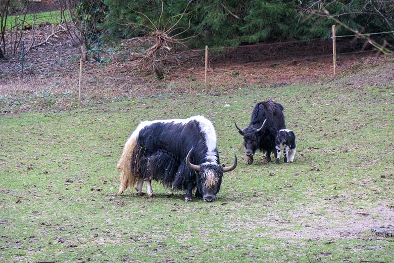 Yak-Bulle mit Yak-Jungtier und Yak-Kuh am 24. Februar 2022 auf der Außenanlage im Zoo Wuppertal