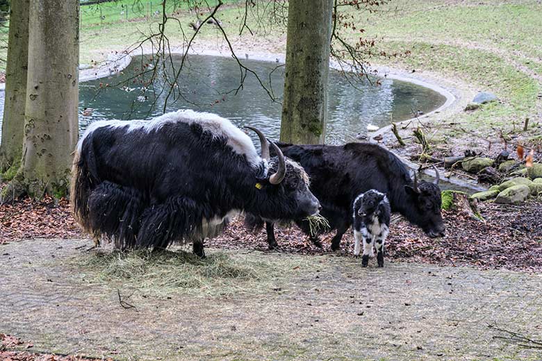 Yak-Bulle mit Yak-Jungtier und Yak-Kuh am 24. Februar 2022 auf der Außenanlage im Wuppertaler Zoo