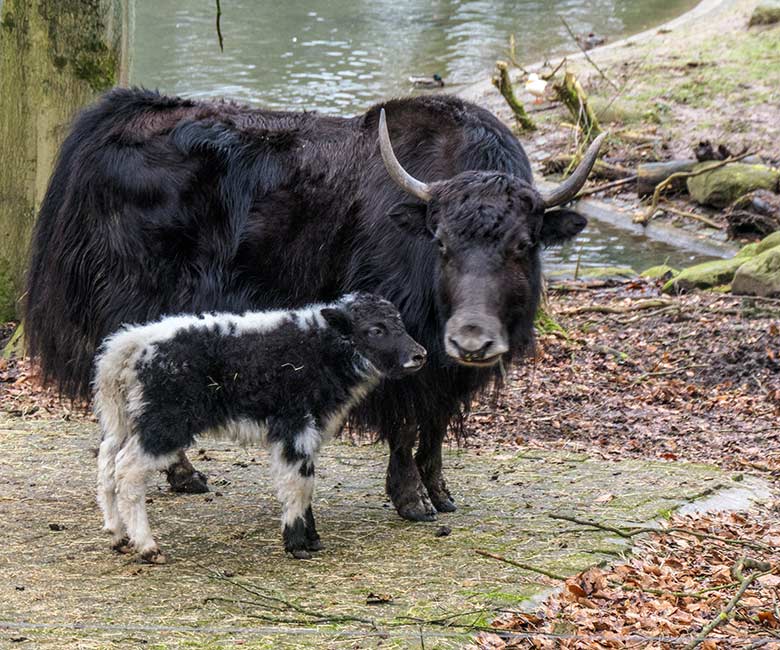 Yak-Jungtier und Yak-Kuh am 24. Februar 2022 auf der Außenanlage im Zoologischen Garten Wuppertal
