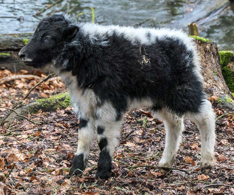 Namenloses weibliches Yak-Jungtier am 24. Februar 2022 auf der Außenanlage im Zoologischen Garten Wuppertal