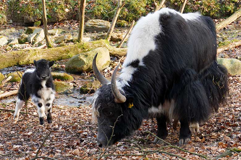 Haus-Yak-Bulle JAMY mit dem weiblichen Jungtier im März 2022 auf der Außenanlage im Grünen Zoo Wuppertal