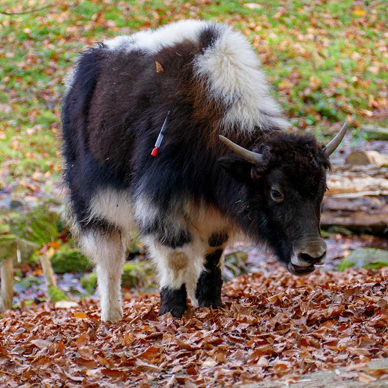 Weibliches Haus-Yak-Jungtier mit einem im Fell hängenden Impf-Pfeil gegen die Blauzungenkrankheit am 10. November 2022 auf der Außenanlage im Grünen Zoo Wuppertal