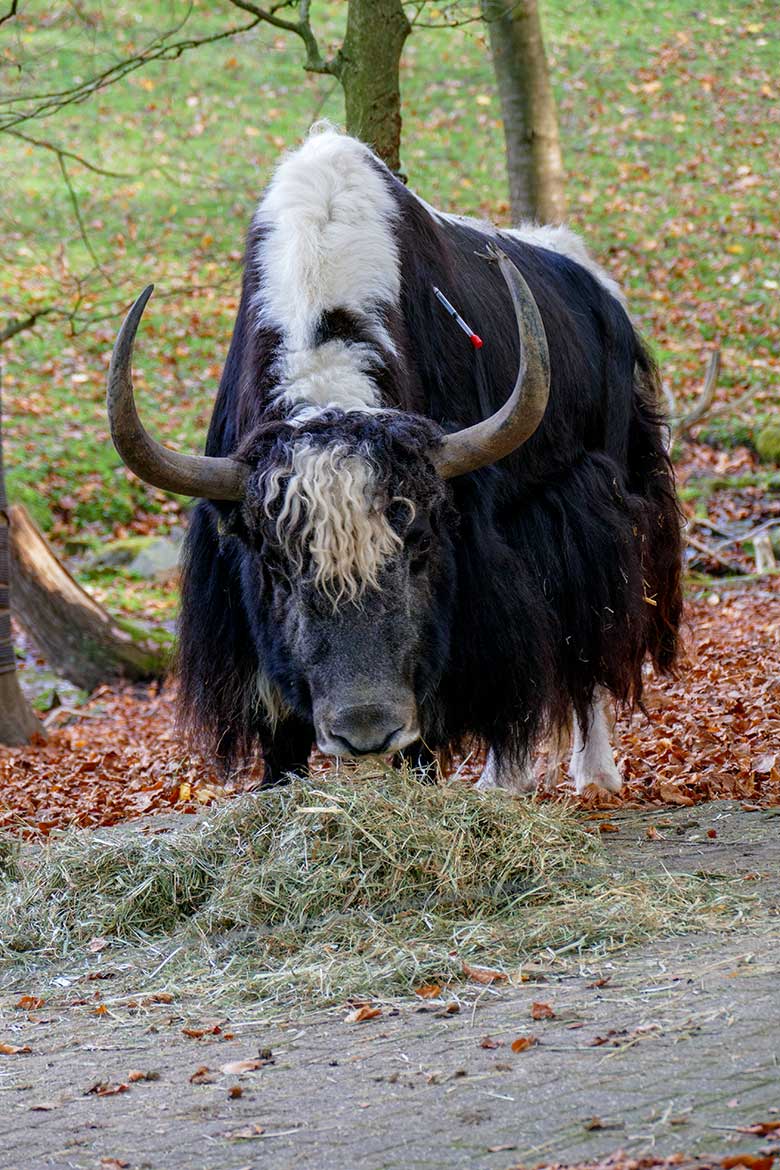 Haus-Yak-Bulle JAMY mit einem im Fell hängenden Impf-Pfeil gegen die Blauzungenkrankheit am 10. November 2022 auf der Außenanlage im Zoo Wuppertal