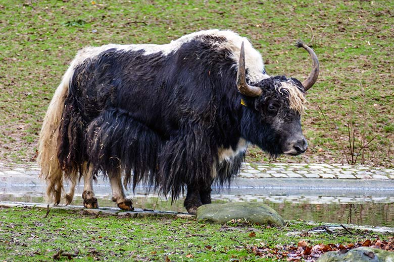 Haus-Yak-Bulle JAMY am 3. Januar 2023 auf der Außenanlage im Grünen Zoo Wuppertal