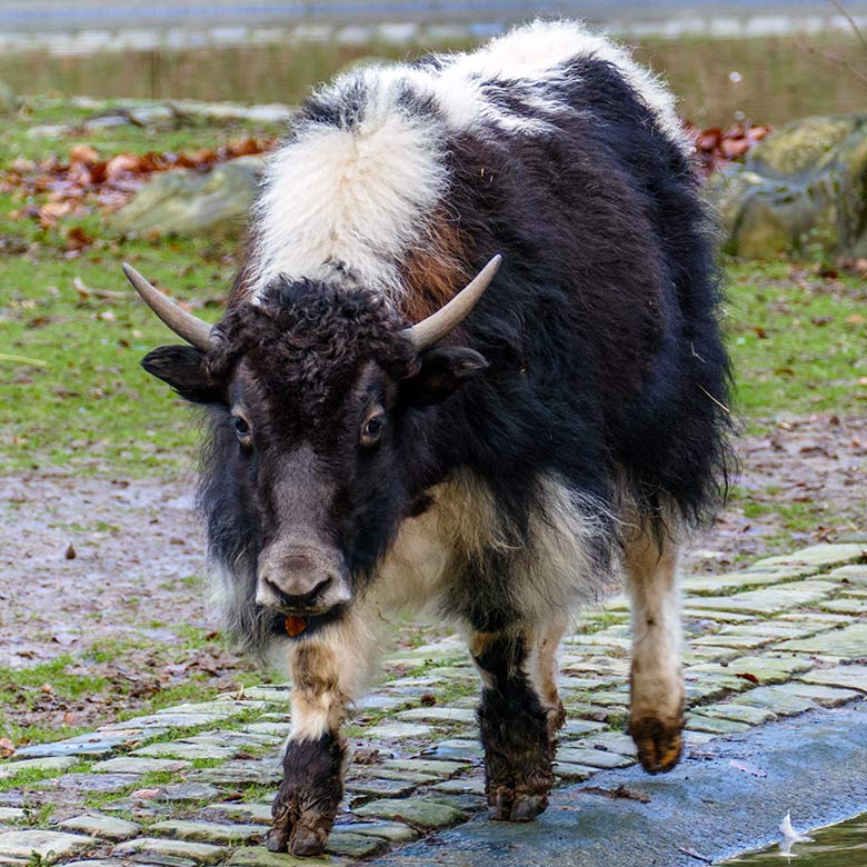 Weibliches Haus-Yak-Jungtier am 3. Januar 2023 auf der Außenanlage im Zoologischen Garten Wuppertal