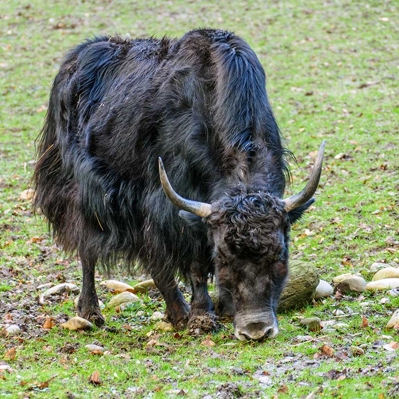 Haus-Yak-Kuh JAMYANG am 3. Januar 2023 auf der Außenanlage im Wuppertaler Zoo