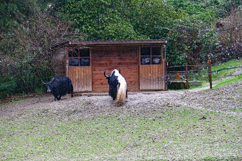 Haus-Yak Kuh JAMYANG und Haus-Yak-Bulle JAMY am 14. Januar 2023 vor dem Stallgebäude der Haus-Yaks im Grünen Zoo Wuppertal