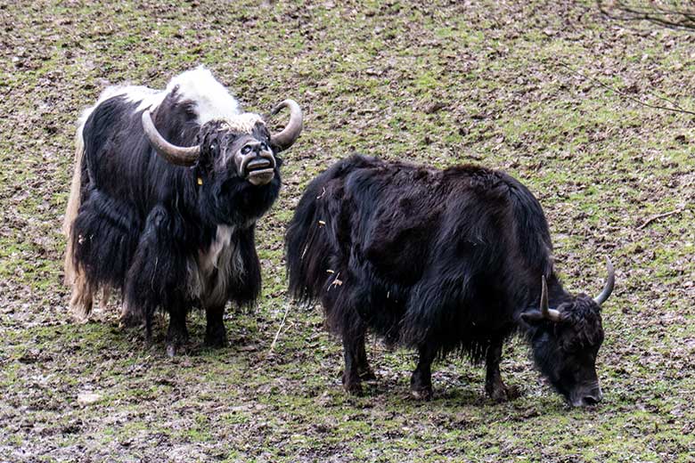 Haus-Yak-Bulle JAMY und Haus-Yak-Kuh JAMYANG am 30. März 2023 nachmittags auf der Außenanlage im Grünen Zoo Wuppertal