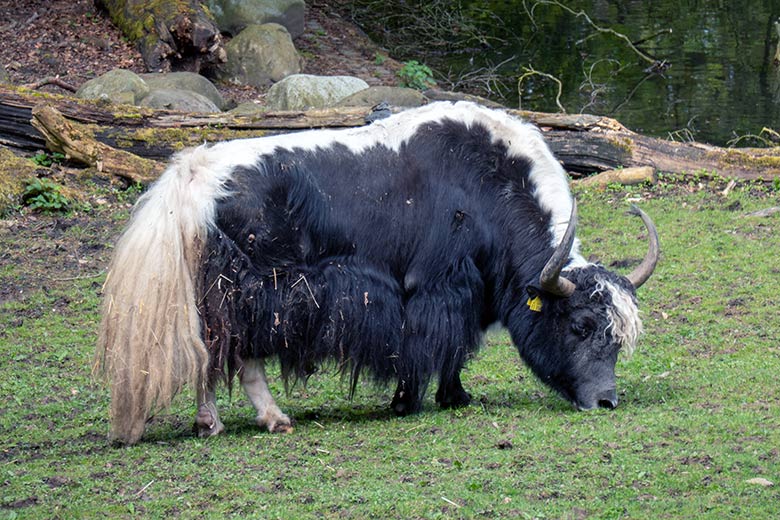 Haus-Yak-Bulle JAMY am 7. Mai 2023 auf der Außenanlage im Zoologischen Garten Wuppertal