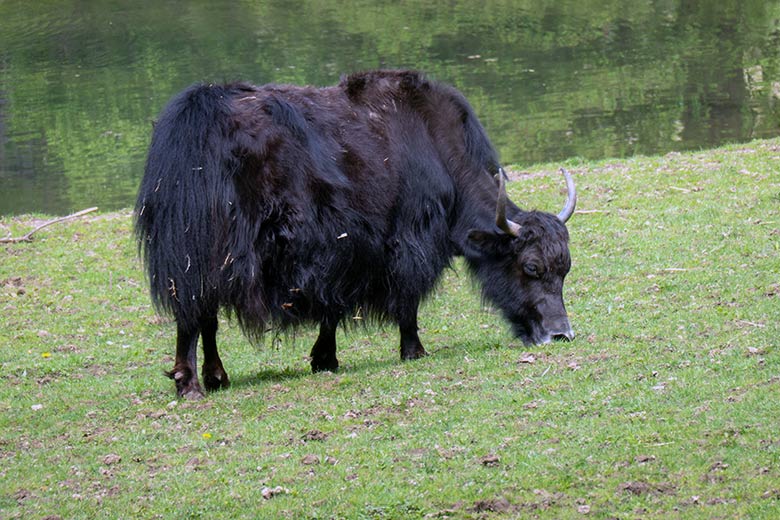 Haus-Yak-Kuh JAMYANG am 7. Mai 2023 auf der Außenanlage im Wuppertaler Zoo