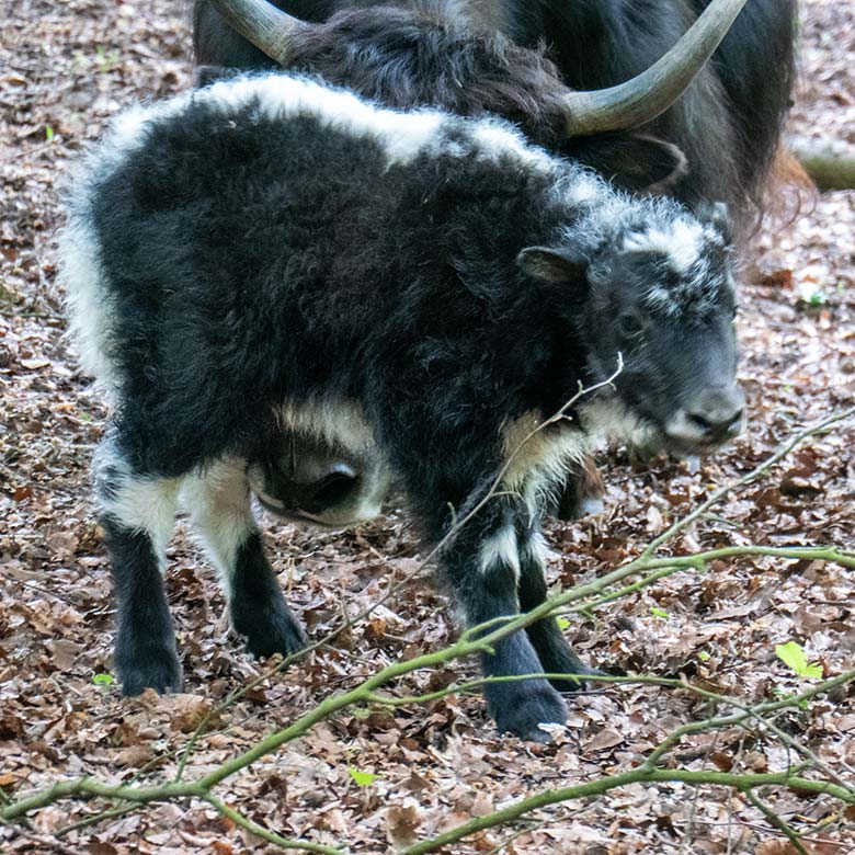 Haus-Yak-Jungtier am Tag seiner Geburt, dem 25. Mai 2023, auf der Außenanlage im Grünen Zoo Wuppertal