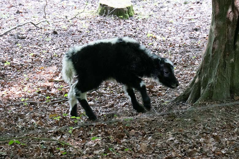 Haus-Yak-Jungtier an seinem ersten Lebenstag, dem 25. Mai 2023, auf der Außenanlage im Zoologischen Garten Wuppertal