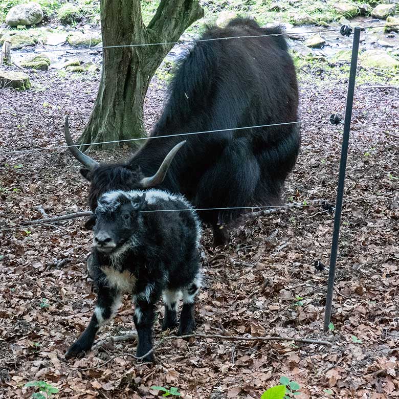 Haus-Yak-Jungtier am Tag seiner Geburt, dem 25. Mai 2023, am Elektro-Zaun auf der Außenanlage im Wuppertaler Zoo