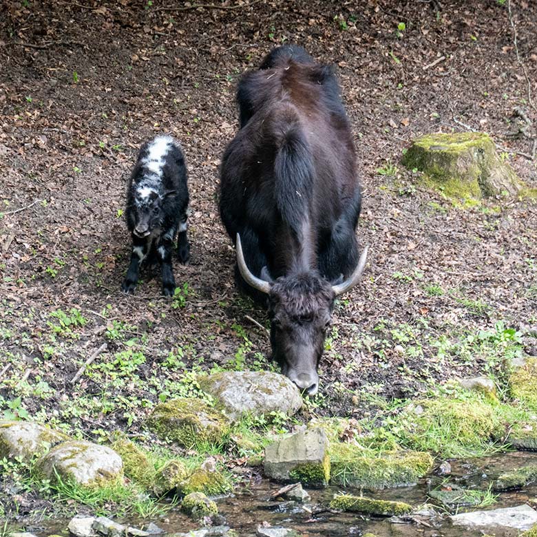 Haus-Yak-Jungtier an seinem ersten Lebenstag, dem 25. Mai 2023, mit seiner Haus-Yak-Mutter JAMYANG auf der Außenanlage im Zoo Wuppertal