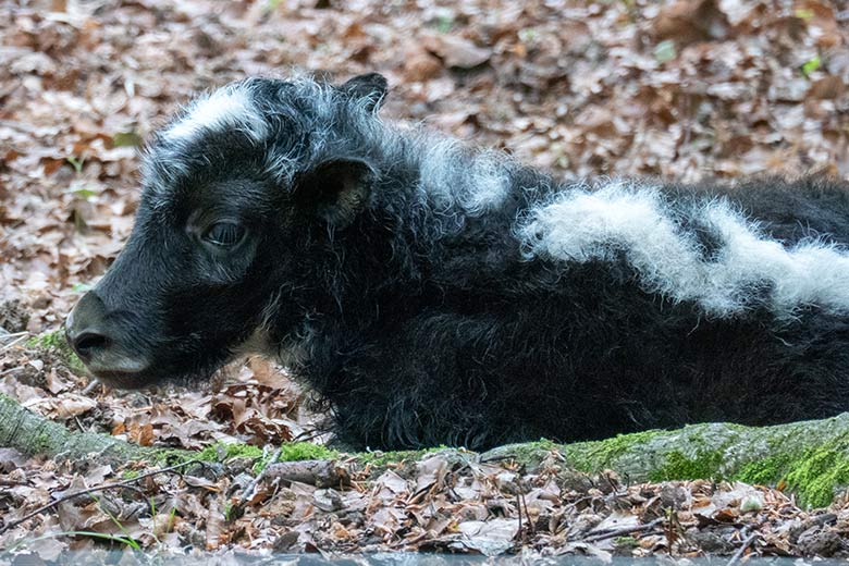 Haus-Yak-Jungtier an seinem ersten Lebenstag, dem 25. Mai 2023, auf der Außenanlage im Zoologischen Garten der Stadt Wuppertal