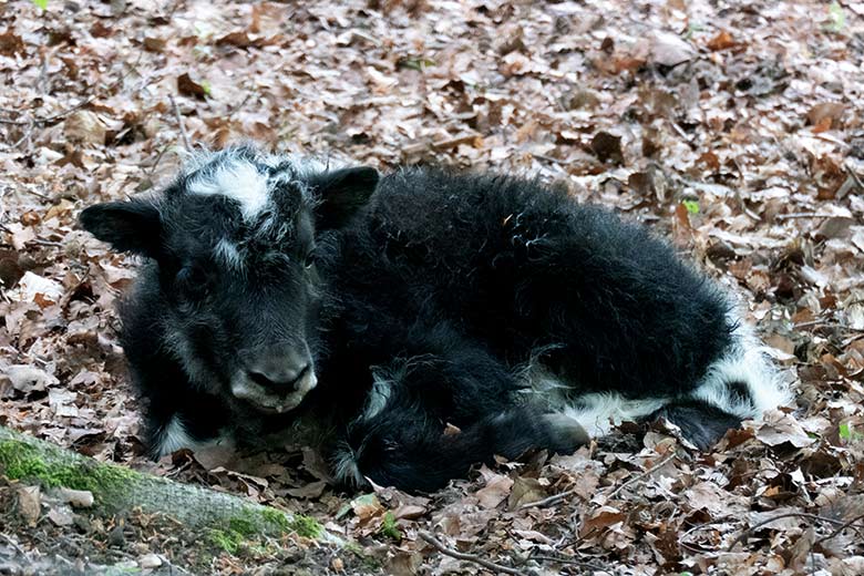 Haus-Yak-Jungtier an seinem ersten Lebenstag, dem 25. Mai 2023, auf der Außenanlage im Zoo Wuppertal