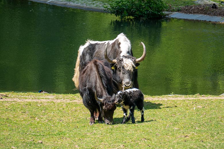 Haus-Yak-Bulle JAMY (hinten) und Haus-Yak-Kuh JAMYANG mit Haus-Yak-Jungtier am 26. Mai 2023 auf der Außenanlage im Grünen Zoo Wuppertal