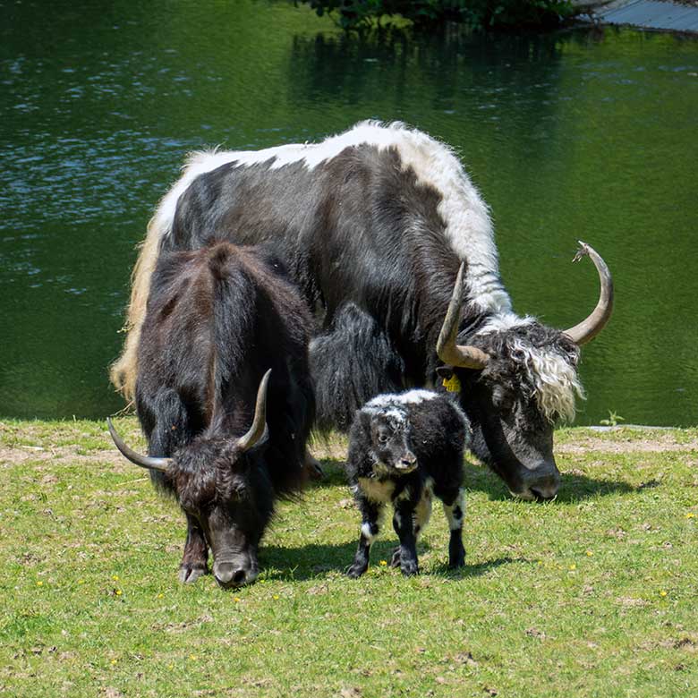 Haus-Yak-Bulle JAMY (hinten) und Haus-Yak-Kuh JAMYANG mit Haus-Yak-Jungtier am 26. Mai 2023 auf der Außenanlage im Zoologischen Garten Wuppertal