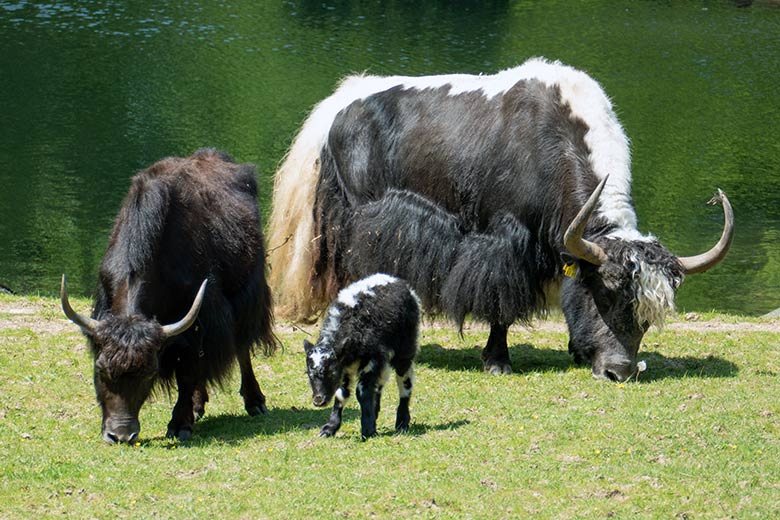 Haus-Yak-Bulle JAMY (hinten) und Haus-Yak-Kuh JAMYANG mit Haus-Yak-Jungtier am 26. Mai 2023 auf der Außenanlage im Zoo Wuppertal