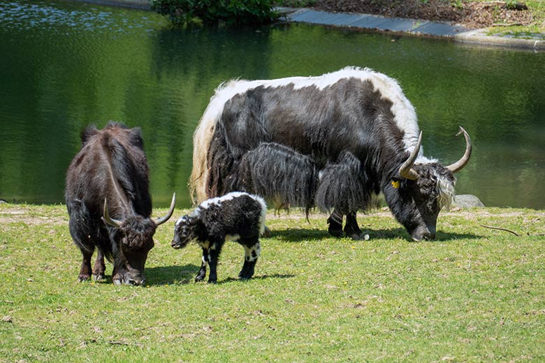 Haus-Yak-Bulle JAMY (hinten) und Haus-Yak-Kuh JAMYANG mit Haus-Yak-Jungtier am 26. Mai 2023 auf der Außenanlage im Wuppertaler Zoo