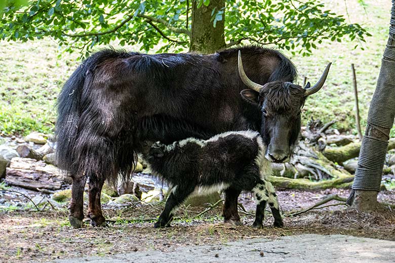 Haus-Yak-Kuh JAMYANG mit dem Haus-Yak-Jungtier am 31. Mai 2023 auf der Außenanlage im Grünen Zoo Wuppertal