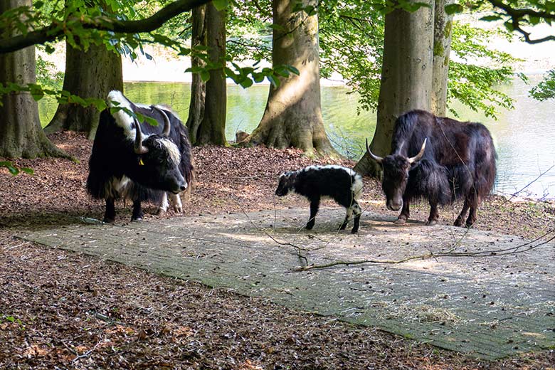 Haus-Yak-Bulle JAMY mit dem Haus-Yak-Jungtier und der Haus-Yak-Kuh JAMYANG am 31. Mai 2023 auf der Außenanlage im Zoo Wuppertal