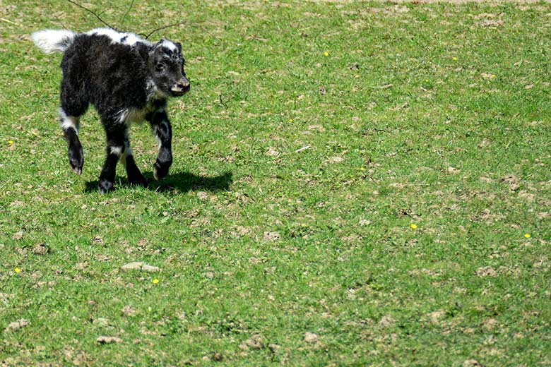 Haus-Yak-Jungtier am 31. Mai 2023 auf der Außenanlage im Zoologischen Garten der Stadt Wuppertal