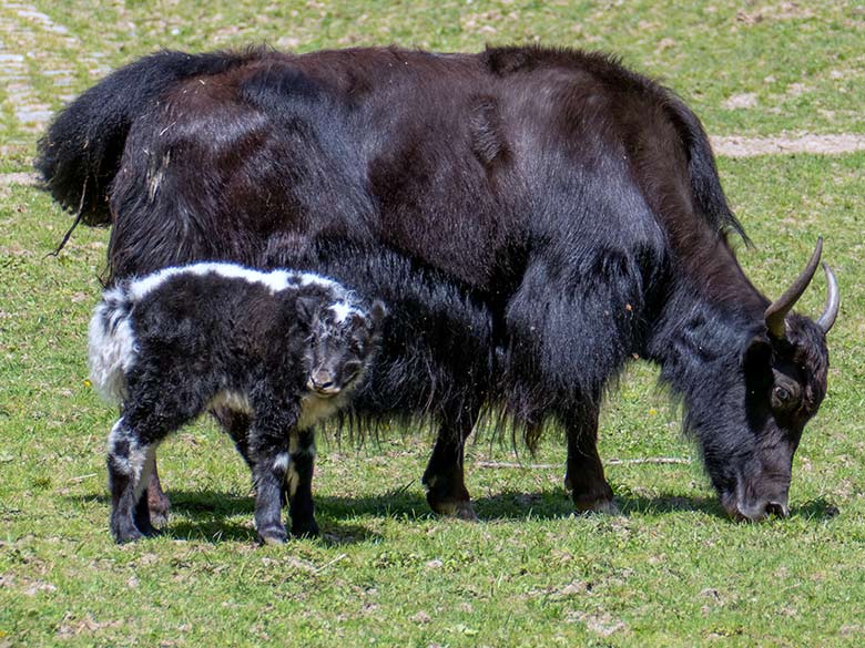 Haus-Yak-Jungtier mit der Haus-Yak-Kuh JAMYANG am 31. Mai 2023 auf der Außenanlage im Grünen Zoo Wuppertal