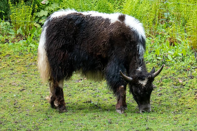 Haus-Yak-Jungtier am 20. April 2024 auf der Außenanlage im Wuppertaler Zoo
