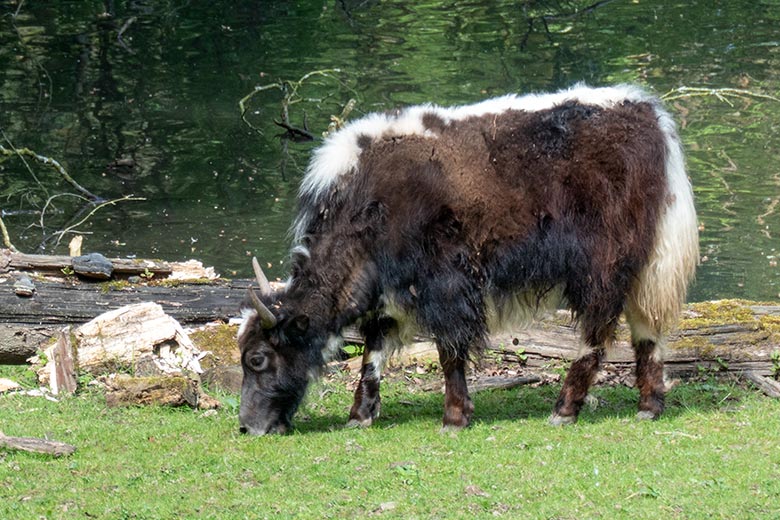 Haus-Yak-Jungtier am 16. Mai 2024 auf der Außenanlage im Zoologischen Garten Wuppertal