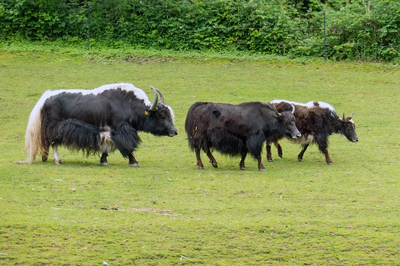 Haus-Yak-Bulle JAMY und Haus-Yak-Kuh JAMYANG mit Haus-Yak-Jungtier am 1. Juni 2024 auf der Außenanlage im Grünen Zoo Wuppertal