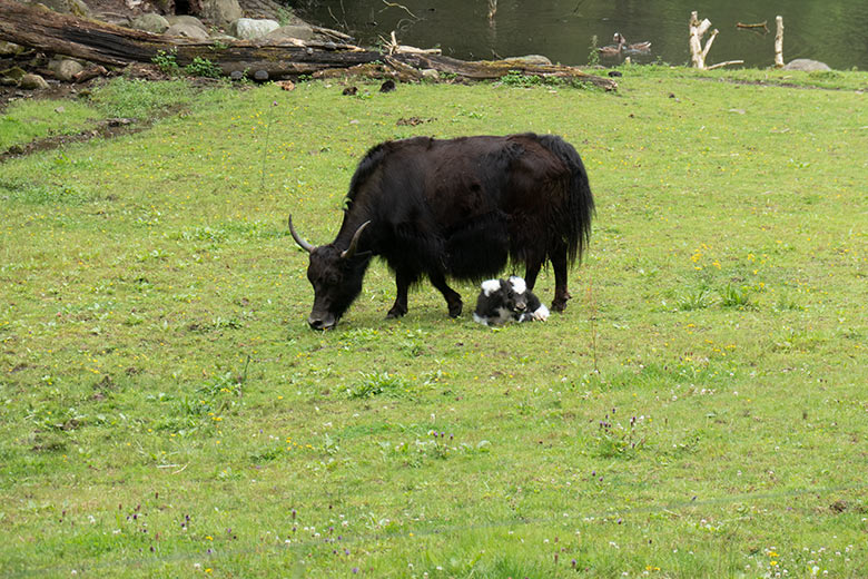 Haus-Yak-Kuh JAMYANG mit dem kleinen männlichen Haus-Yak-Kalb am 25. Juli 2024 auf der Außenanlage im Zoo Wuppertal