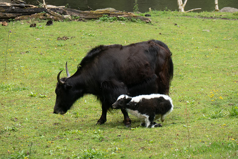Haus-Yak-Kuh JAMYANG mit dem kleinen männlichen Haus-Yak-Kalb am 25. Juli 2024 auf der Außenanlage im Zoologischen Garten der Stadt Wuppertal
